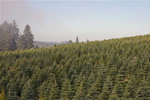 Tree Farm